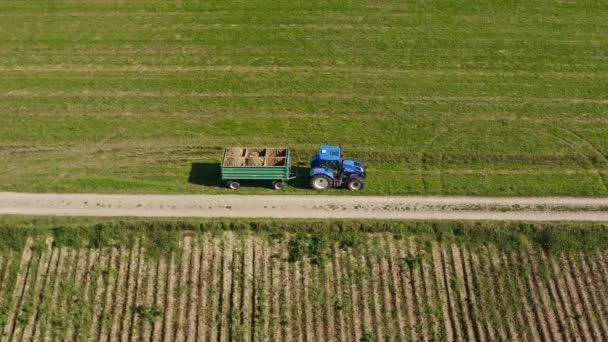 Zoom Standing Tractor Has Collected Huge Amount Fresh Potatoes Field — Video Stock