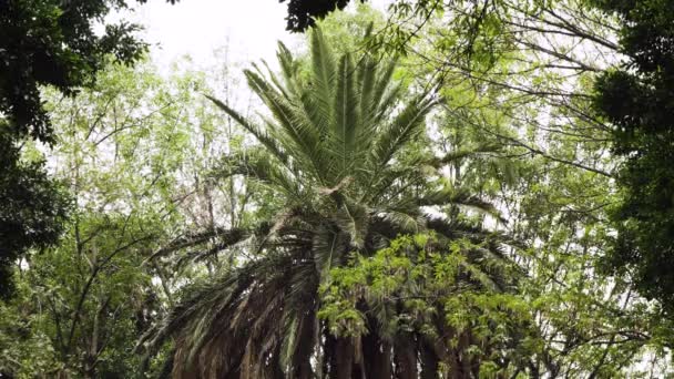 Giant Palm Tree Sits Still Cloudy Day Downtown Mexico City — Vídeo de Stock