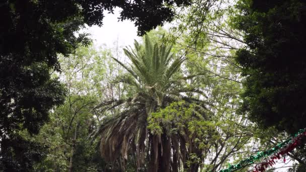 Massive Palm Tree Other Green Plants Downtown Mexico City Park — Video Stock