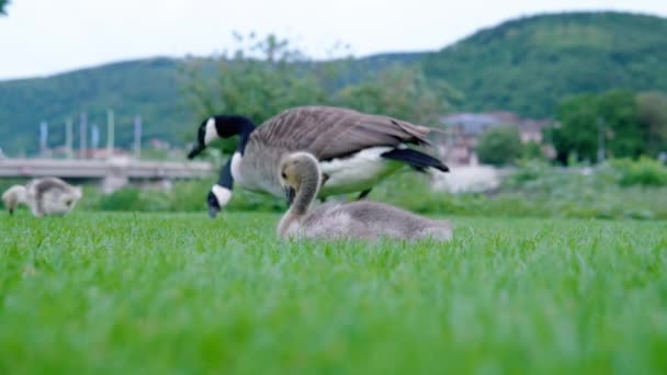 Cute Duckling Feeding Gras Ducks Background Local Park — ストック動画