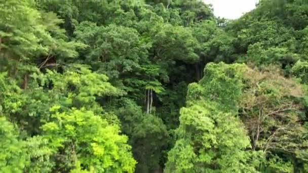 Vista Con Drone Bosque Tropical Costa Rica — Stock video