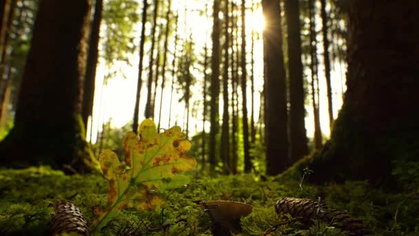 Timelapse Autumn Colored Forest Scenery Sun Shining Trees Reveals Heart — 비디오