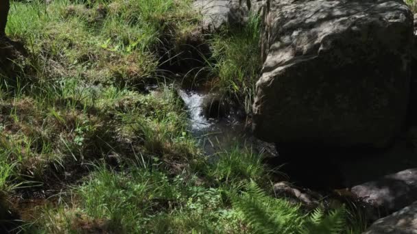 Small Creek Flowing Rocks Pristine Nature Static View — Stock video