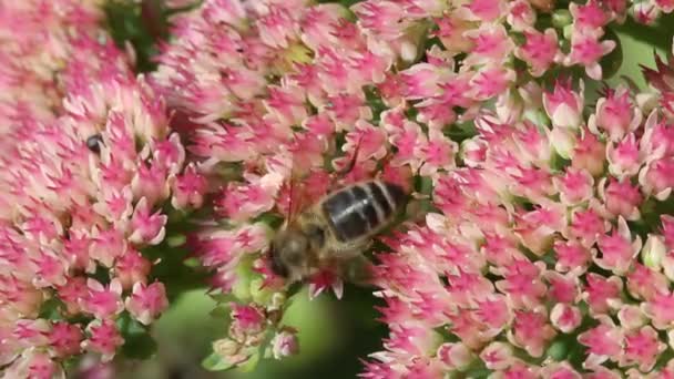 European Honey Bee Apis Mellifera Sedum Flowers September British Isles — Video