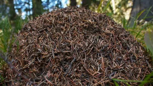 Anthill Side Grass Forest — Vídeo de stock