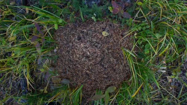 Anthill Grass Wide — Wideo stockowe