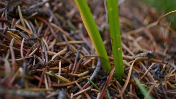 Anthill Side Ants Grass — Αρχείο Βίντεο