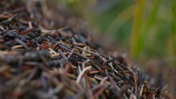 Anthill Ants Rack Focus Grass — Stockvideo