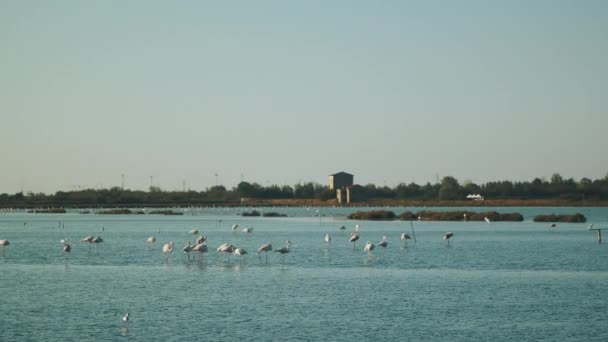 Wild Flamingos Resting Flying Salina Comacchio Italy Beautiful Clear Sunny — Stock Video