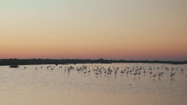 Golden Hour Lake Flamingos Resting Flying Water — Vídeos de Stock