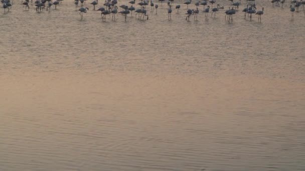 Tilt Reveal Shot Huge Group Flamingos Resting Flying Orange Water — Vídeo de stock