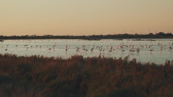 Lots Wild Flamingos Resting Beautiful Lake Sunset — Stock Video