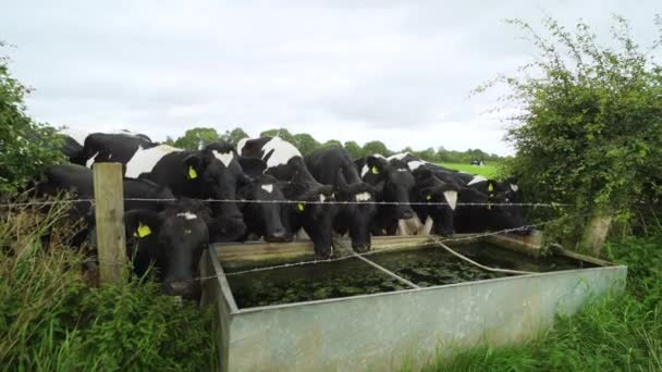 Cows Drinking Water Trough Farmers Field Rain Rural Countryside Wide — 图库视频影像