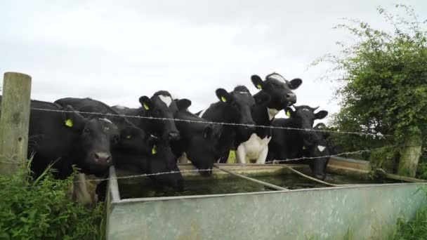 Group Cows Ear Tags Drinking Water Trough Farm Field Cloudy — 图库视频影像