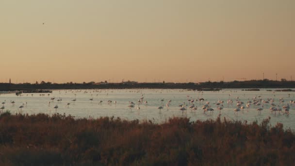 Beautiful Italian Sunset Comacchio Valley Flamingos Flying Saltern — Stockvideo