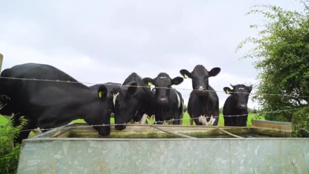 Group Cows Drinking Water Trough Green English Countryside Grey Wet — Vídeo de Stock