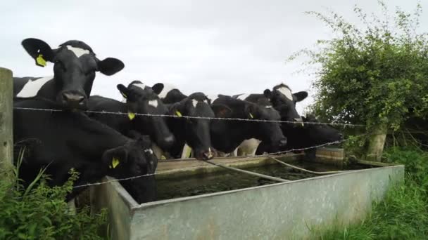 Black White Cows Drinking Water Trough Countryside Cloudy Wet Day — Stock videók