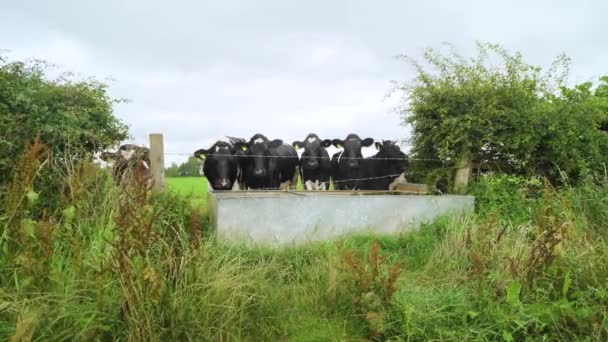 Cows Drinking Water Trough English Countryside Grey Wet Day Wide — Vídeo de Stock