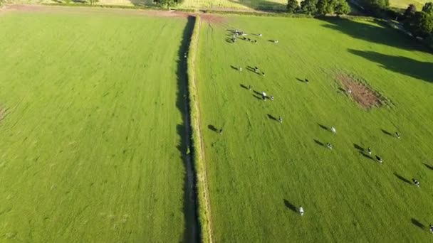 Herd Cows Run Farmers Field Rural English Countryside Cow Farm — Stockvideo