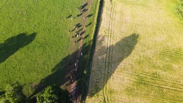 Ariel View Cows Running Farm Field Green Rural English Countryside — Wideo stockowe