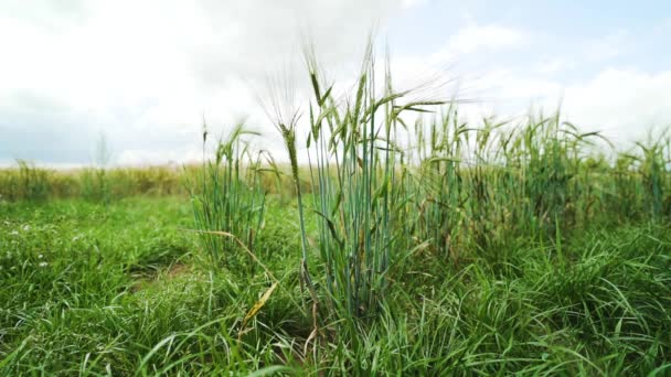 Close Wheat Long Grass Wheat Field Background Farm Field — Vídeos de Stock