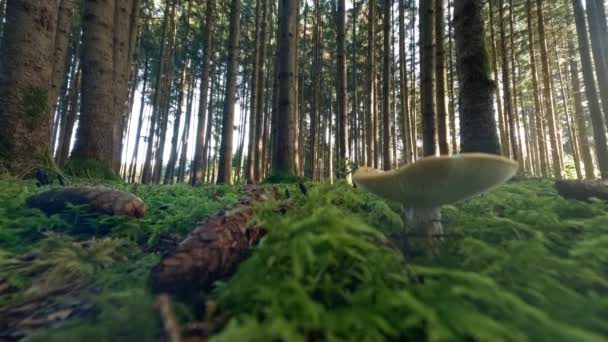 Close Mushroom Pine Cones Sunlight Timelapse Softly Tilt Shot — Vídeo de stock
