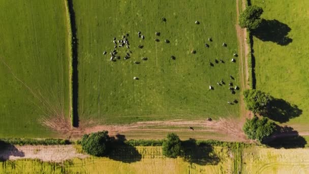 Overhead View Herd Cows Relaxing Grass Rural Green Field English — Wideo stockowe