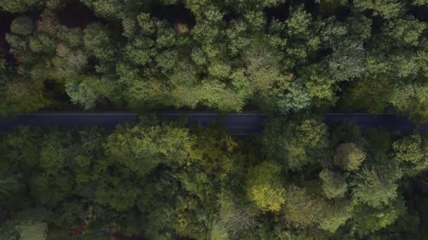Having Ride Green Forest Beautiful Aerial Top View Straight Road — Stockvideo