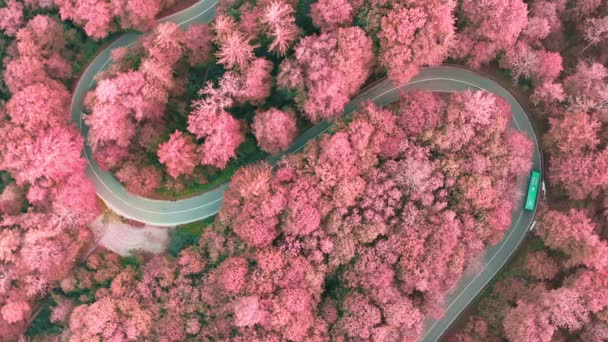 Wonderful Aerial View Pink Blossom Trees Next Double Curve Driving — Vídeo de stock