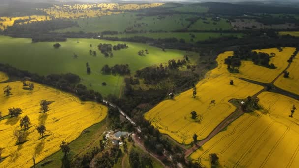 Canola Fields Rain — Stock Video