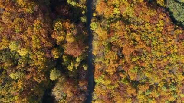 Red Yellow Orange Foliage Autumn Forest Road Aerial Top — 图库视频影像