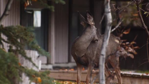 Deer Fawn Eating Neighborhood Eye Contact — Αρχείο Βίντεο