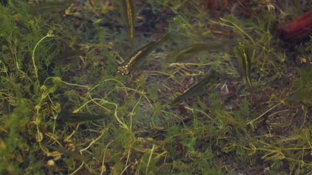 Fish Tiny Snappy Shallow Swamp Water — Vídeos de Stock