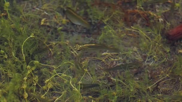 Fish Tiny Aggressive Shallow Swamp Water — Stockvideo