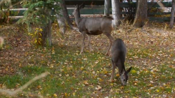 Herten Moeder Fawn Grazen Snoeien Een Tuin Herfst — Stockvideo