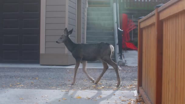 Deer Fawn Passing Alley Garage — Video Stock