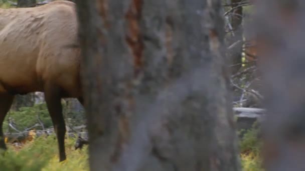 Elk Bull Walking Forest Close — Vídeo de stock