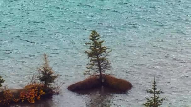 Pine Tree Growing Water Lake — Wideo stockowe