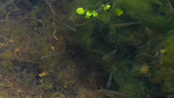 Vissen Klein Drijvend Ondiep Moeraswater — Stockvideo