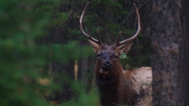 Elk Male Bull Looking Camera Eye Contact Chewing — Video Stock