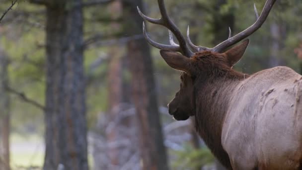 Elk Bull Drooling Flies Close — Stockvideo