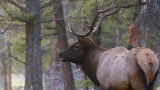 Elk Bull Showing Teeth Close — Vídeo de Stock