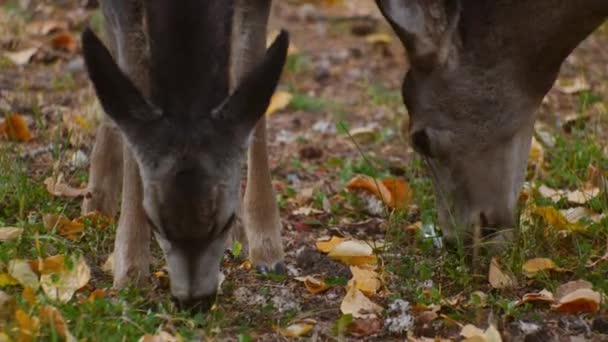 Deer Mother Fawn Grazing Autumn Close — Video Stock