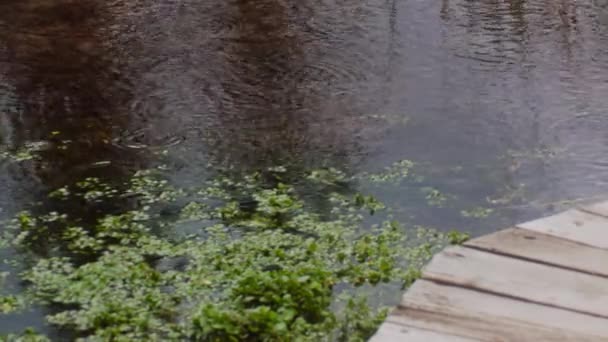 Water Ripples Rain Fish Feeding Boardwalk — Vídeo de stock