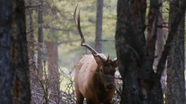Elk Bull Walking Slurping — Stockvideo
