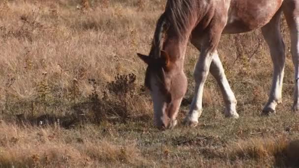 Horse Grazing Field Autumn — Stockvideo