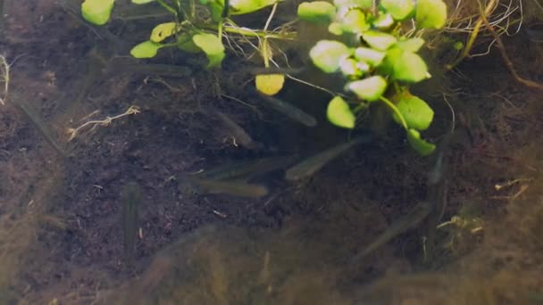 Fish Tiny Idle Shallow Swamp Water — Stockvideo