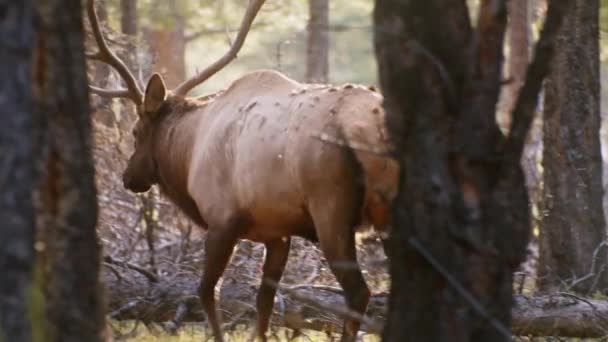 Elk Bull Walking Away Flies — Vídeo de stock