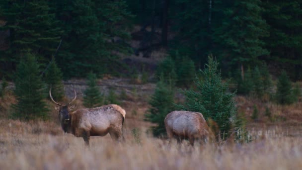 Elk Bull Male Grazing Field Autumn — Video Stock