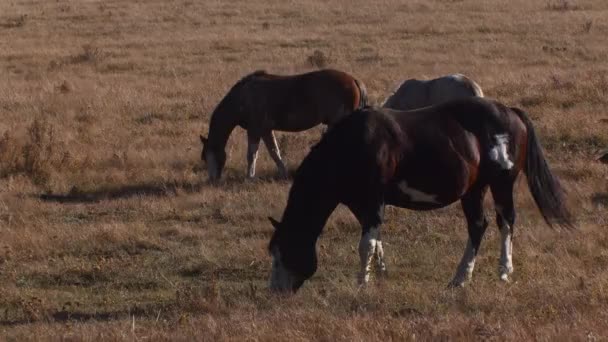 Horses Grazing Field Autumn — Stockvideo